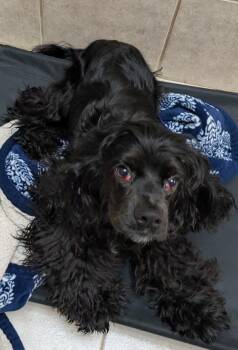 Cocker Spaniel Dogs Available for Adoption - Mushu | PetCurious