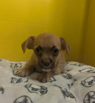 Fozzie -  Terrier and Chihuahua Dog for Adoption in Houston, Texas - Fozzie | PetCurious