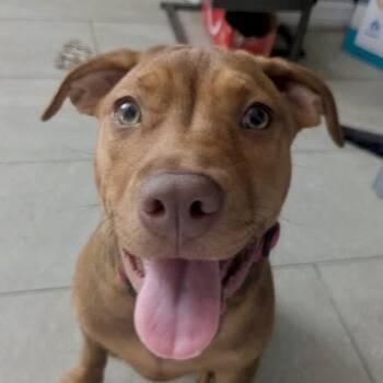 MAPLE -  Labrador Retriever Dog for Adoption in Largo, Florida - MAPLE | PetCurious
