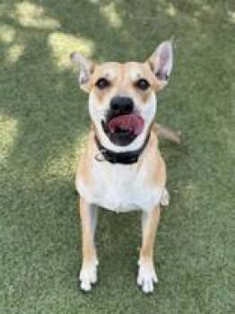 Rescue Mixed Breed Dogs for Adoption in Kansas City, Missouri - Polo | PetCurious