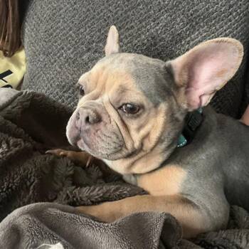 French Bulldog Dogs Available for Adoption in Campton Hills, Illinois - Mary Jo | PetCurious