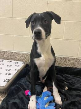 Labrador Retriever and Mixed Breed Dogs Available for Adoption in Westland, Michigan - Lee | PetCurious
