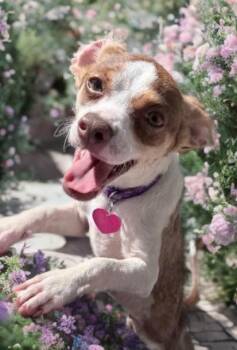 Rat Terrier Dogs Available for Adoption in Las Vegas, Nevada - Jewel | PetCurious