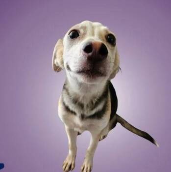 Lulu -  Pomsky Dog for Adoption in Boise, Idaho - Lulu | PetCurious