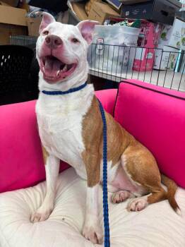 Zuko -  Pit Bull Terrier Dog for Adoption in Liverpool, New York - Zuko | PetCurious