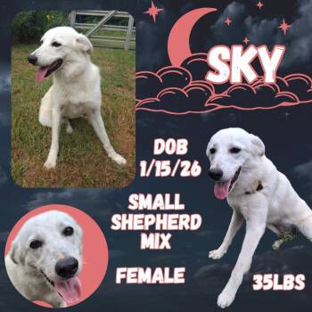 Sky -  German Shepherd Dog Dog for Adoption in Caldwell, Texas - Sky | PetCurious