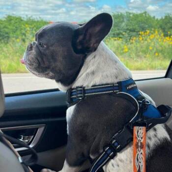 Harley -  French Bulldog Dog for Adoption in Austin, Texas - Harley | PetCurious