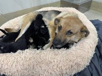 GRETCHEN -  German Shepherd Dog and Mixed Breed Dog for Adoption in Grand Prairie, Texas - GRETCHEN | PetCurious