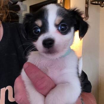 girl -  Chihuahua Dog Available for Adoption in Goltry, Oklahoma - Girl | PetCurious