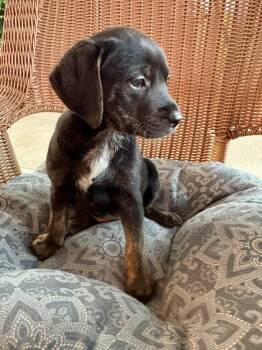 Jan -  Hound and Shepherd Dog for Adoption in Irwin, Pennsylvania - Jan | PetCurious