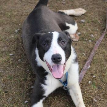 Rosie -  Plott Hound and Great Pyrenees Dog for Adoption in Hattiesburg, Mississippi - Rosie | PetCurious