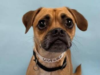 Hank -  Pug and Parson Russell Terrier Dog for Adoption in Minneapolis, Minnesota - Hank | PetCurious