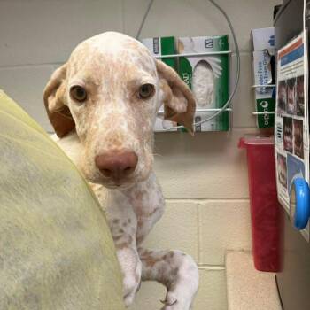 Lotus 26-07-154 -  German Shorthaired Pointer Dog for Adoption in Bastrop, Texas - Lotus 26-07-154 | PetCurious