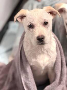 Mixed Breed Dogs Available for Adoption - Wren | PetCurious
