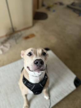 Mixed Breed Dogs Available for Adoption - Rocky | PetCurious