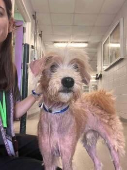 Zuko -  Cairn Terrier Dog for Adoption in Aurora, Colorado - Zuko | PetCurious