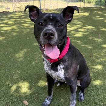 Bruno -  Mixed Breed Dog for Adoption in Titusville, Florida - Bruno | PetCurious