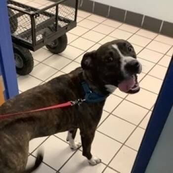 Rescue Mixed Breed Dogs for Adoption in Clearwater, Florida - Dylan | PetCurious