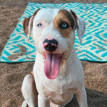 Wally -  Terrier Dog for Adoption in Sand Springs, Oklahoma - Wally | PetCurious