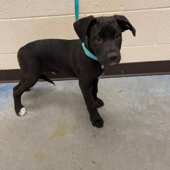 Mixed Breed Dogs Available for Adoption in Memphis, Tennessee - Dan | PetCurious