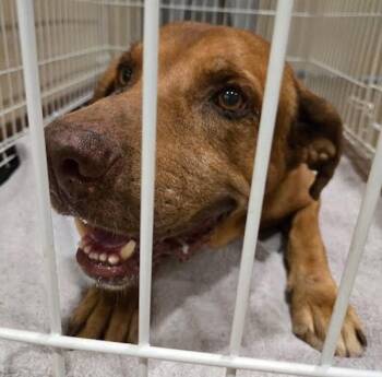 Hoothoot -  Labrador Retriever and Bloodhound Dog for Adoption in Austin, Texas - Hoothoot | PetCurious