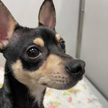 Diego -  Chihuahua Dog for Adoption in Allentown, Pennsylvania - Diego | PetCurious