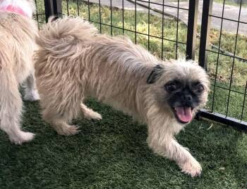 Isla -  Pug and Terrier Dog for Adoption in Canutillo, Texas - Isla | PetCurious