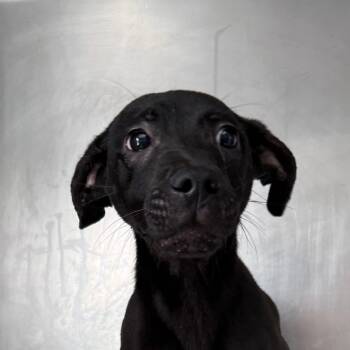 Black Labrador Retriever Dogs Available for Adoption in Jacksonville, Arkansas - Fitz | PetCurious