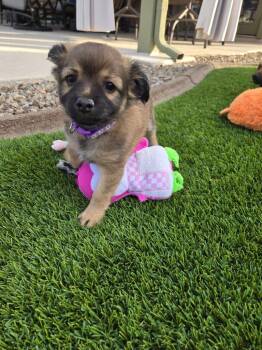 Chihuahua Dogs Available for Adoption - Fava | PetCurious