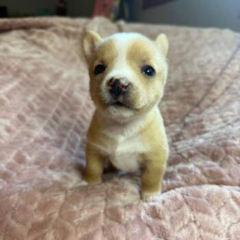 Backpack -  Chihuahua and Basenji Dog for Adoption in St. Augustine, Florida - Backpack | PetCurious