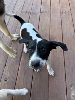 Mucca -  Australian Cattle Dog Blue Heeler and Labrador Retriever Dog for Adoption in Lafayette, Colorado - Mucca | PetCurious
