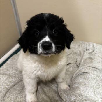 Everest -  Border Collie Dog Available for Adoption in Mineral Point, Wisconsin - Everest | PetCurious