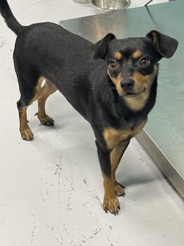 Tito -  Chihuahua and Miniature Pinscher Dog for Adoption in Chattanooga, Tennessee - Tito | PetCurious