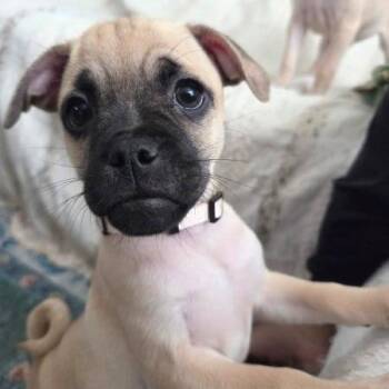 Coupled Up -  Pug and Chihuahua Dog for Adoption in Austin, Texas - Coupled Up | PetCurious