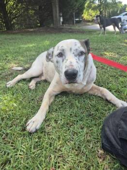 Pen 186 Huxley -  Pit Bull Terrier Dog for Adoption in Lawrenceville, Georgia - Pen 186 Huxley | PetCurious