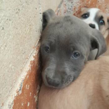 Pit Bull Terrier Dogs Available for Adoption in Douglas, Arizona - (CCSO) Silver | PetCurious