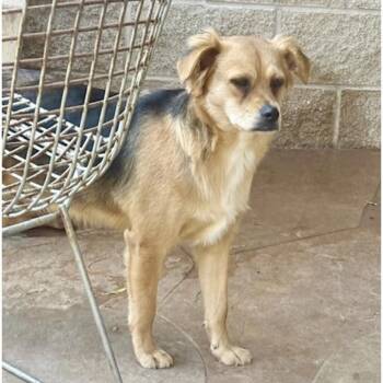 Australian Shepherd and Terrier Dogs Available for Adoption - TAVISTOCK | PetCurious