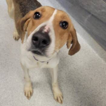 Mixed Breed Dogs Available for Adoption in Cooperstown, New York - Oracle | PetCurious