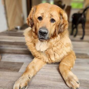 Hudson -  Tibetan Mastiff Dog for Adoption in New London, Wisconsin - Hudson | PetCurious