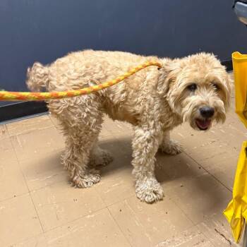 Millie -  Wheaten Terrier Dog for Adoption in Newark, New Jersey - Millie | PetCurious