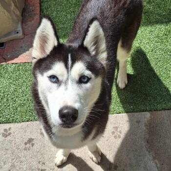 Nylah -  Mixed Breed Dog for Adoption in Fairport, New York - Nylah | PetCurious