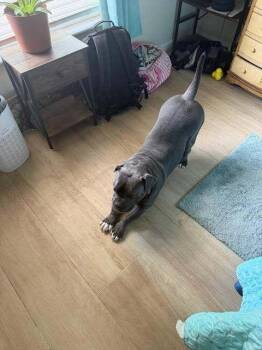 Kailia -  American Bulldog Dog for Adoption in Lakeland, Florida - Kailia | PetCurious