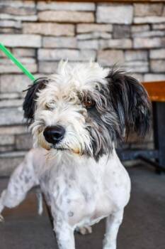 Kenny Rogers -  Lhasa Apso and Poodle Dog for Adoption in Yakima, Washington - Kenny Rogers | PetCurious