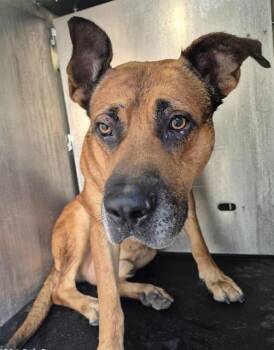 ROCKY -  German Shepherd Dog Dog for Adoption in San Antonio, Texas - ROCKY | PetCurious