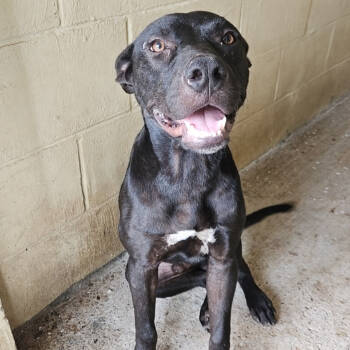 Rescue Pit Bull Terrier Dogs for Adoption in Austin, Texas - Tamagotchi | PetCurious