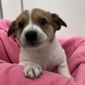 Valhalla -  Mixed Breed Dog for Adoption in New York, New York - Valhalla | PetCurious