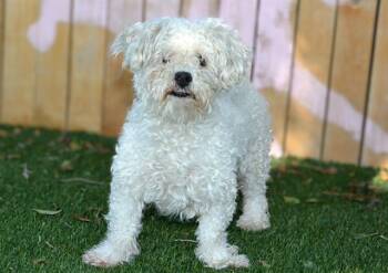 KIRKLAND -  Lhasa Apso and Mixed Breed Dog for Adoption in West Valley City, Utah - KIRKLAND | PetCurious