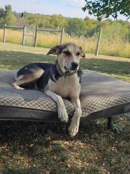 Rescue Mixed Breed Dogs for Adoption in Breinigsville, Pennsylvania - Akira | PetCurious