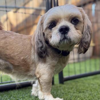 Buttercup -  Shih Tzu Dog for Adoption in Anderson, South Carolina - Buttercup | PetCurious