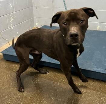 Rescue Pit Bull Terrier Dogs for Adoption in Woodland, California - ROCKO | PetCurious